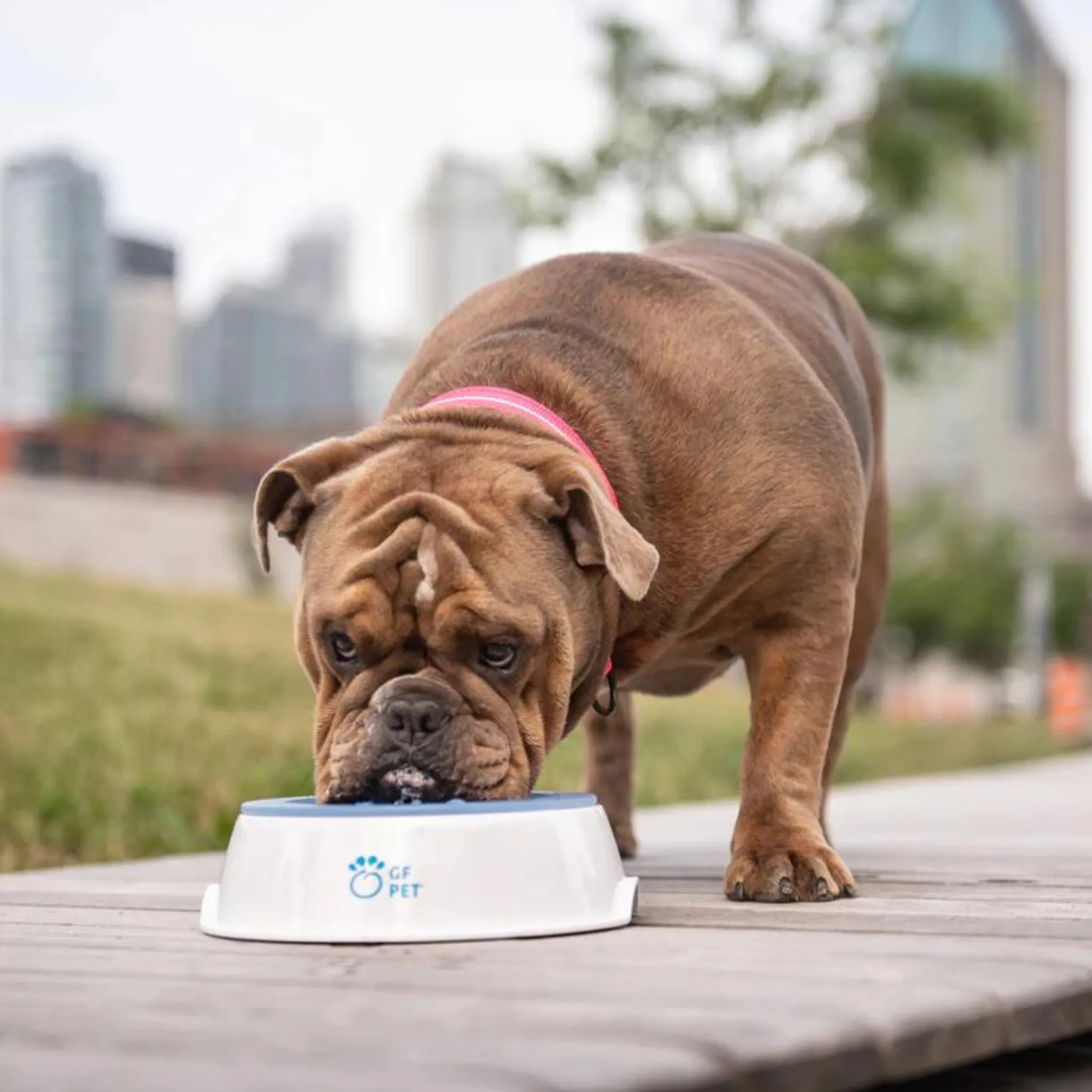 GF Pet Ice Bowl - Pet Cooling Water Bowl White/Blue