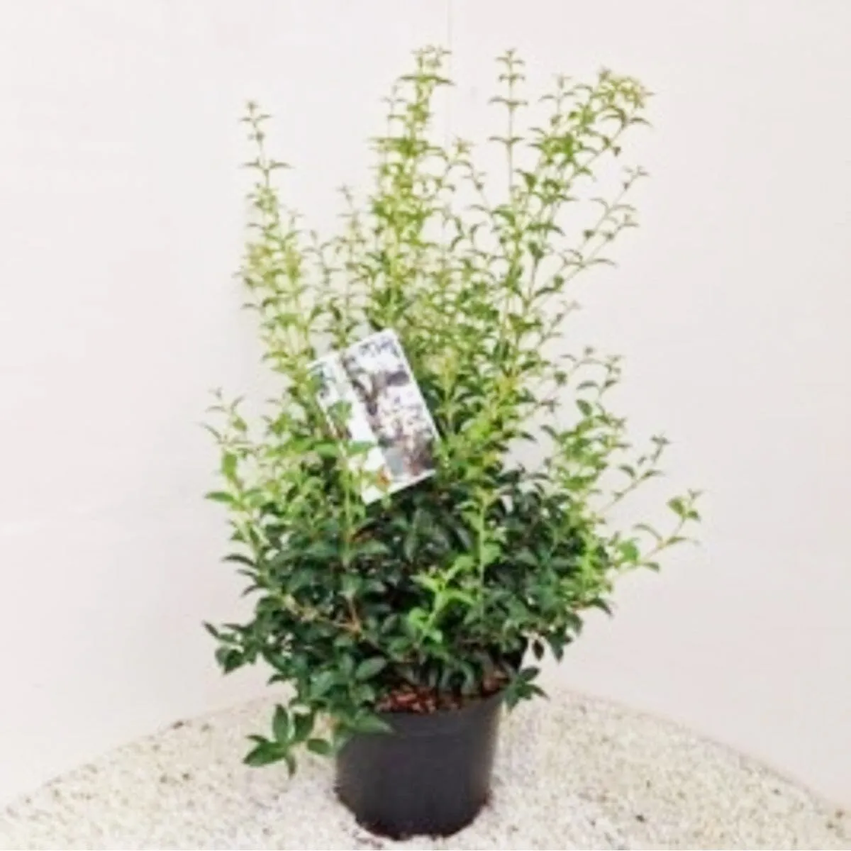 Osmanthus burkwoodii 26cm Pot 80cm Shrub Plant