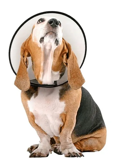 Vet Worthy Protective Cone Collar